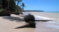 Ilha da Croa